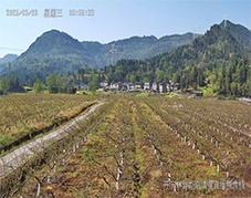 石安桃园基地慢直播案例：开宁4K全彩高清摄像机助力农业文旅数字化转型