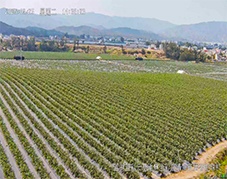 云南楚雄蓝莓种植基地慢直播实践：开宁4K全彩高清摄像机赋能农业数字化转型